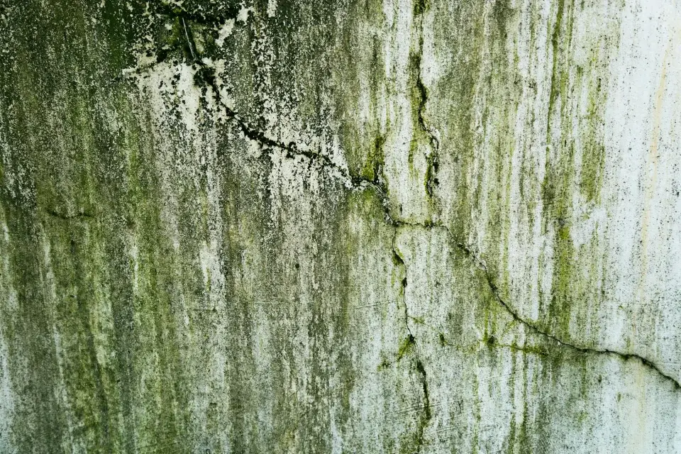 The Safetrek Mold Removal Story: Dedicated to Your Health